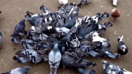Fezes dos pombos transmitem deonça que pode levar à morte