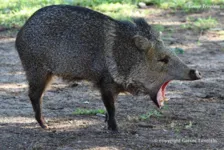 Porco do mato,  conhecidos como “javaporcos”
