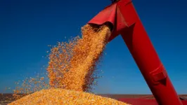 A expectativa do IBGE é que a produção seja puxada pelo milho, após uma queda grande na safra do grão deste ano