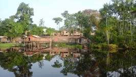 Imagem ilustrativa da notícia Floresta Nacional da Amazônia completa 60 anos