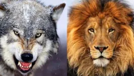 O Lobo e o Leão voltam a se enfrentar após os fracassos nas principais competições