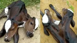 Imagem ilustrativa da notícia Vaca de duas cabeças nasce com vida e gera comoção