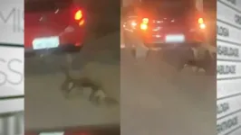 Cachorro foi amarrado em um carro e arrastado. 