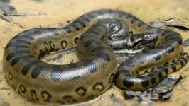 Imagem ilustrativa da notícia Vídeo: anaconda ataca bezerro e força impressiona