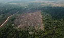 Imagem ilustrativa da notícia Desmatamento em unidades de conservação bate recorde