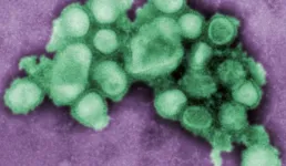 Nova cepa de influenza transita no Brasil 