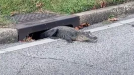 Animal apareceu perto do ponto de ônibus escolar.