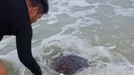 Tartaruga foi salva em Salinas