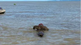 Equipe fez com que o animal se agarrasse a uma tora para se salvar