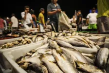 Imagem ilustrativa da notícia Preço do pescado registrou queda nos últimos dez meses