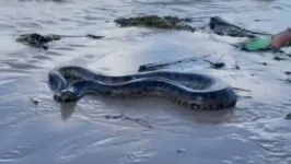 Animal foi resgatado pela Prefeitura e levado para um serpentário de Serra Grande