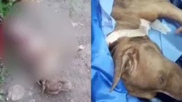 Imagem ilustrativa da notícia Vídeo: pitbull morre esfaqueado 7 vezes em Santarém
