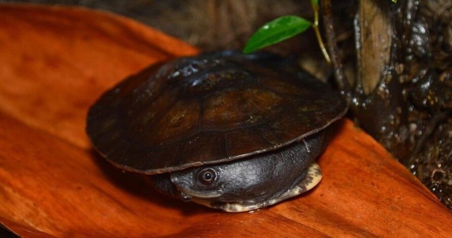Tartaruga cabeça de sapo do gênero Mesoclemmys 