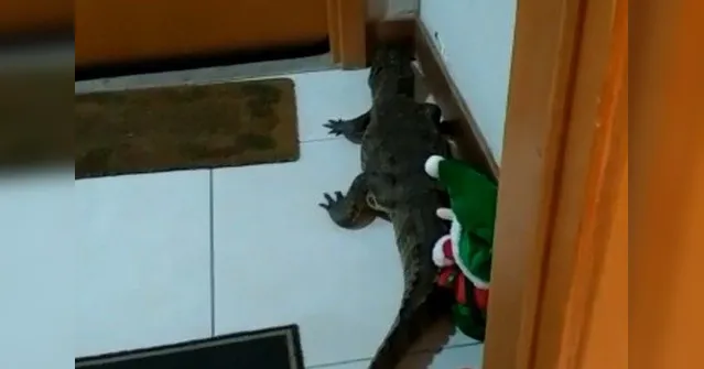 Imagem ilustrativa da notícia Jacaré surge na porta de apartamento de condomínio de luxo
