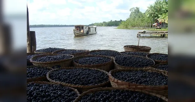 Imagem ilustrativa da notícia Procura mundial por açaí está destruindo a Amazônia