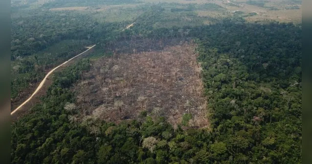 Imagem ilustrativa da notícia Mais da metade das áreas desmatadas em outubro são no Pará