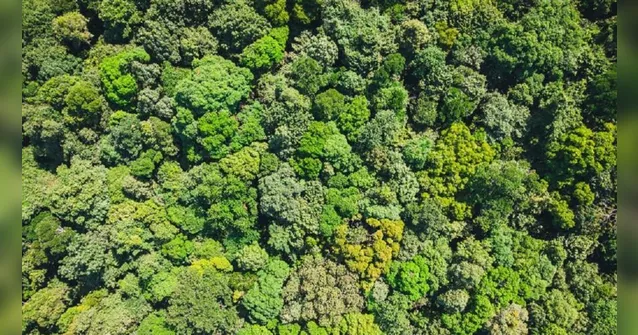 Imagem ilustrativa da notícia Entidades esclarecem sobre produção no setor florestal