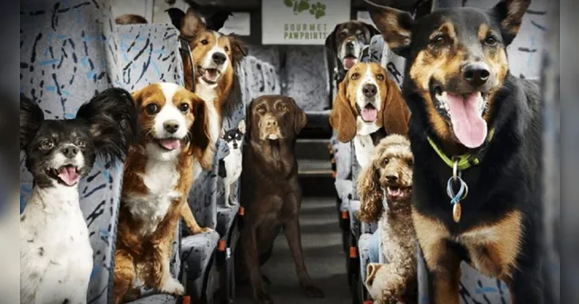 Imagem ilustrativa da notícia Transporte de animais em veículos intermunicipais é aprovado 
