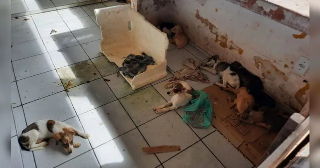 Imagem ilustrativa da notícia Vídeo: cães e gatos são abandonados em feira na Cidade Nova