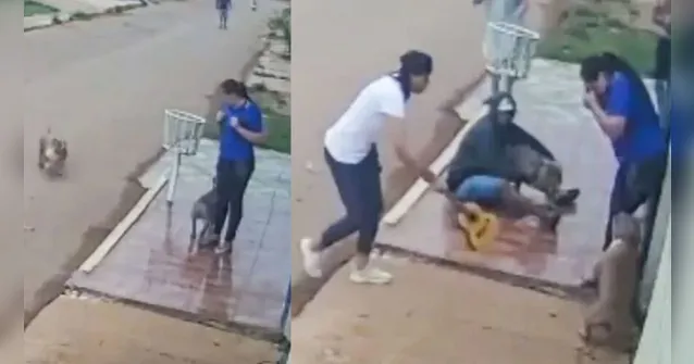 Imagem ilustrativa da notícia Vídeo: mulher tem membros dilacerados por cães em rua