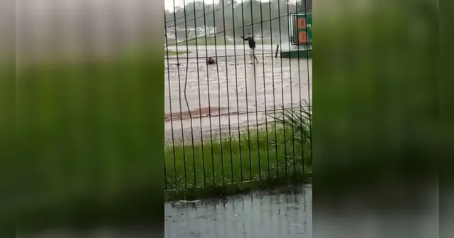 Imagem ilustrativa da notícia Urgente: PM é baleado durante assalto a posto na BR-316