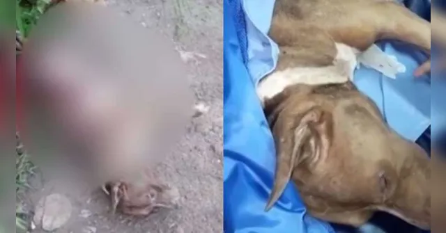 Imagem ilustrativa da notícia Vídeo: pitbull morre esfaqueado 7 vezes em Santarém