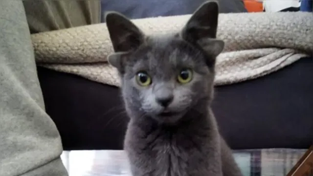 Imagem ilustrativa da notícia Vídeo: gatinho de quatro orelhas conquista as redes sociais