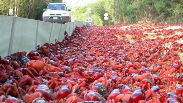 Imagem ilustrativa da notícia Milhares de caranguejos canibais migram para mar australiano
