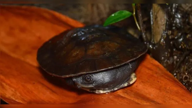 Imagem ilustrativa da notícia Nova tartaruga "totalmente diferente" é descoberta no Pará