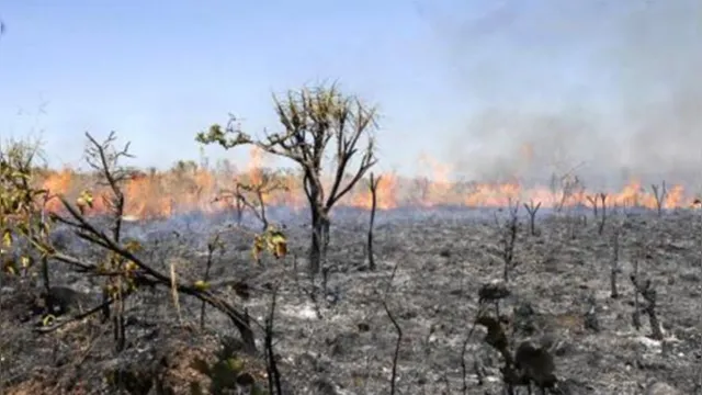 Imagem ilustrativa da notícia Pará reduz quase 50% dos focos de queimadas em todo Estado