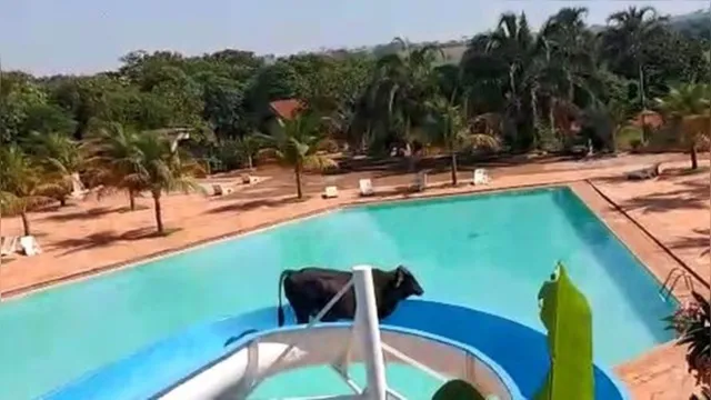 Imagem ilustrativa da notícia Vídeo: Vaca é flagrada brincando em tobogã de clube em SP