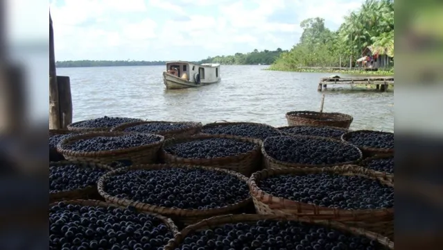 Imagem ilustrativa da notícia Procura mundial por açaí está destruindo a Amazônia