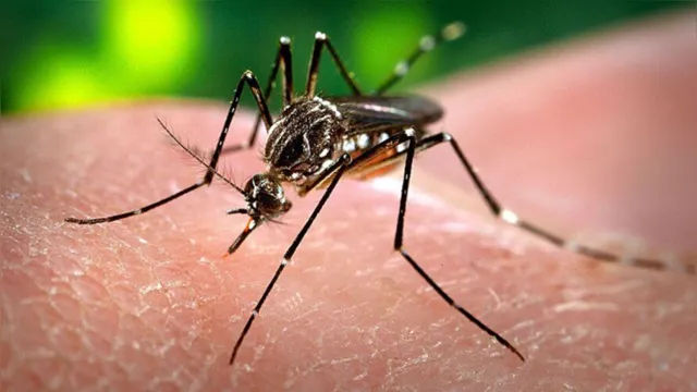 Imagem ilustrativa da notícia Dengue: Ministério lança campanha contra mosquito
