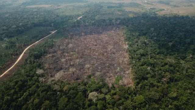 Imagem ilustrativa da notícia Mais da metade das áreas desmatadas em outubro são no Pará