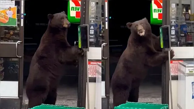 Imagem ilustrativa da notícia Vídeo: urso 'limpa' patas com álcool em gel ao invadir loja