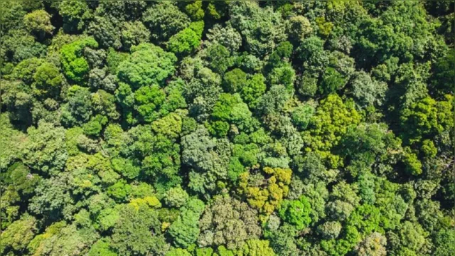 Imagem ilustrativa da notícia Entidades esclarecem sobre produção no setor florestal