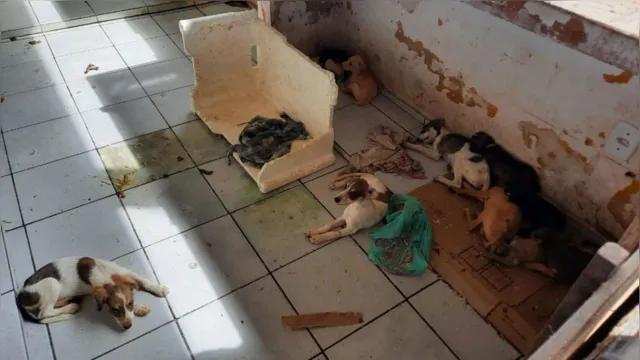 Imagem ilustrativa da notícia Vídeo: cães e gatos são abandonados em feira na Cidade Nova