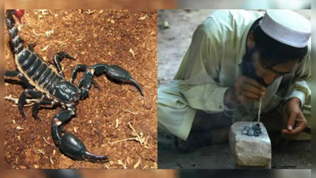 Imagem ilustrativa da notícia Paquistaneses estão fumando escorpião para ficar na "brisa"