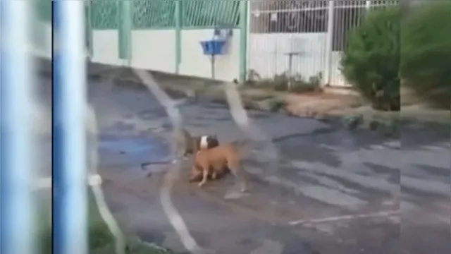 Imagem ilustrativa da notícia Vídeo: cães matam vira-lata e partem para cima de PMs 