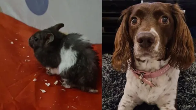 Imagem ilustrativa da notícia Hamster retorna após ser 'comido pelo cachorro' 