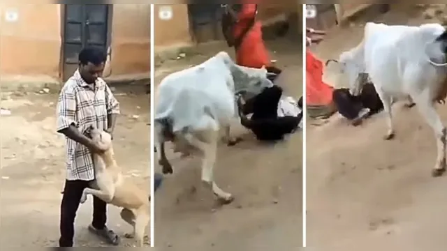 Imagem ilustrativa da notícia Vídeo: homem machuca cachorro e vaca se vinga do agressor