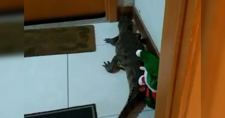 Imagem ilustrativa da notícia Jacaré surge na porta de apartamento de condomínio de luxo