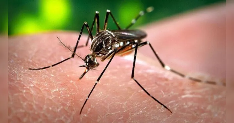 Imagem ilustrativa da notícia Período de chuva: cuidado redobrado para evitar a dengue