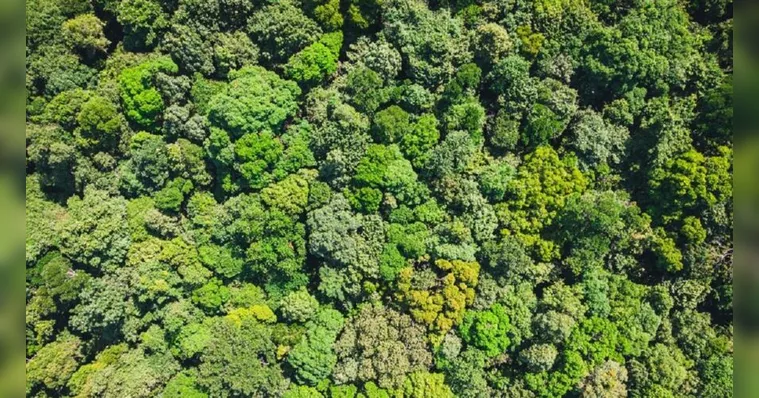 Imagem ilustrativa da notícia Entidades esclarecem sobre produção no setor florestal