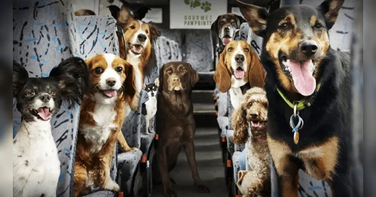 Imagem ilustrativa da notícia Transporte de animais em veículos intermunicipais é aprovado 