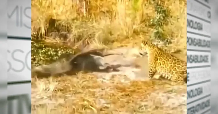 Imagem ilustrativa da notícia Vídeo: onça-pintada e tamanduá se enfrentam 