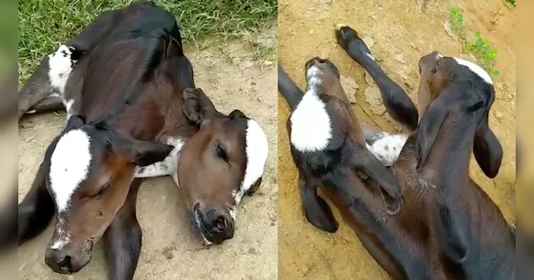 Imagem ilustrativa da notícia Vaca de duas cabeças nasce com vida e gera comoção