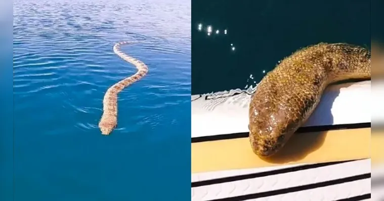 Imagem ilustrativa da notícia Cobra marinha sobe em embarcação e assusta tripulante