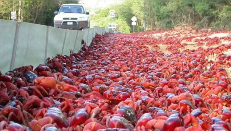 Imagem ilustrativa da notícia Milhares de caranguejos canibais migram para mar australiano