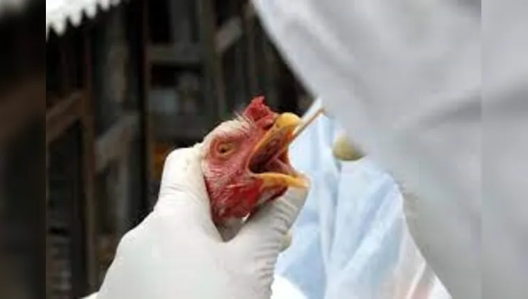 Imagem ilustrativa da notícia Holanda isola granjas para conter surto de gripe aviária